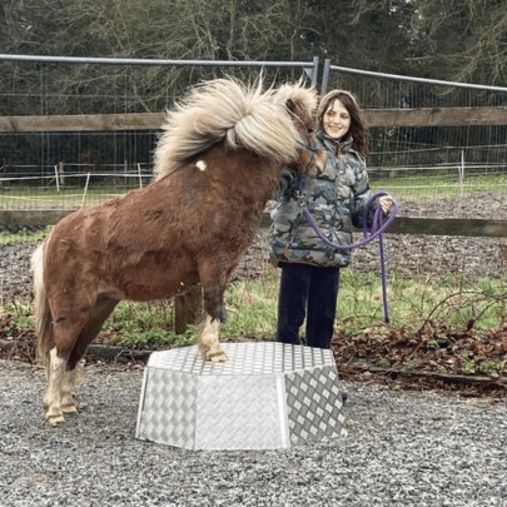 A young person holding the reins of a horse on a block.